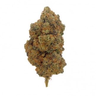 blueberry PREMIUM n°10