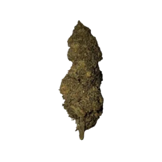 Fleur N10 Critical